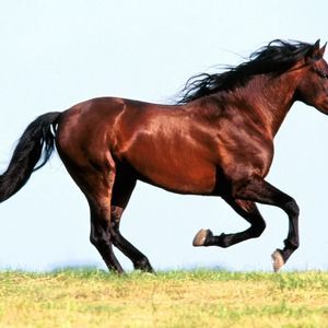 Meet your Posher, Gerolamo